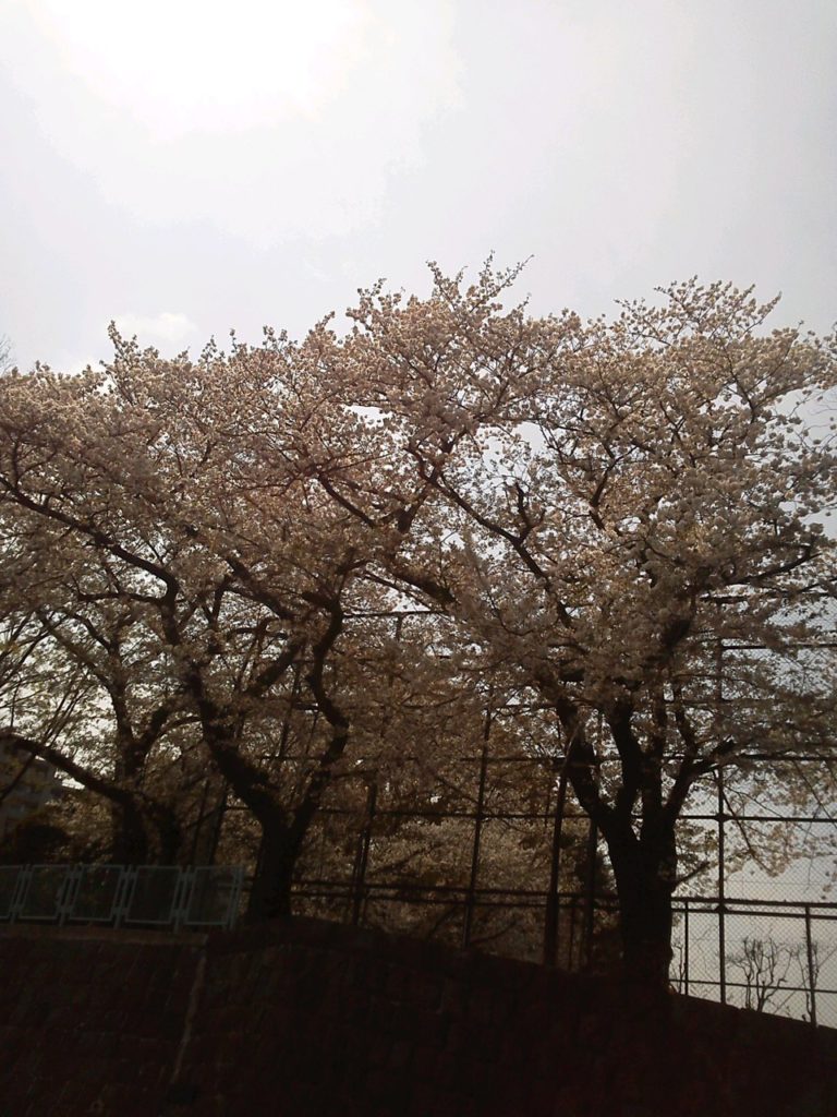 駒沢オリンピック公園の桜1